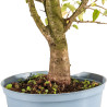 Prunus mahaleb - B5370