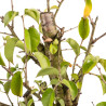 Prunus mahaleb - B5370