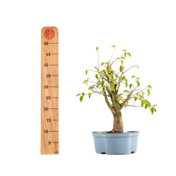 Prunus mahaleb - B5370