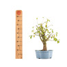 Prunus mahaleb - B5370