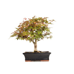 Acer palmatum deshojo - B5374