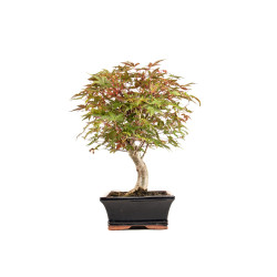 Acer palmatum deshojo - B5374