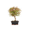 Acer palmatum deshojo - B5374