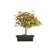 Acer palmatum deshojo - B5374