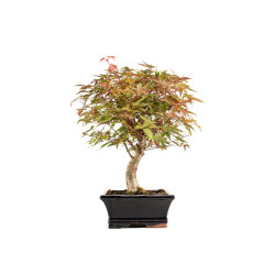 Acer palmatum deshojo - B5374