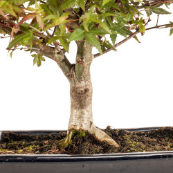 Acer palmatum deshojo - B5374