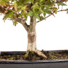 Acer palmatum deshojo - B5374