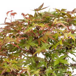 Acer palmatum deshojo - B5374
