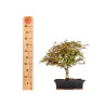 Acer palmatum deshojo - B5374