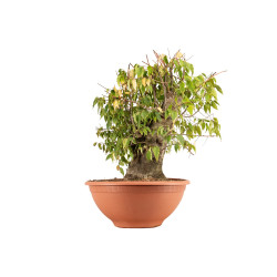 Celtis australis - B4495