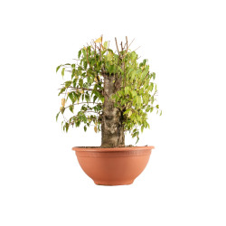 Celtis australis - B4495