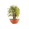 Celtis australis - B4495