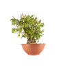 Celtis australis - B4495