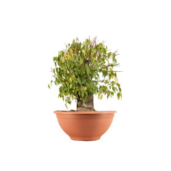 Celtis australis - B4495
