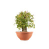 Celtis australis - B4495