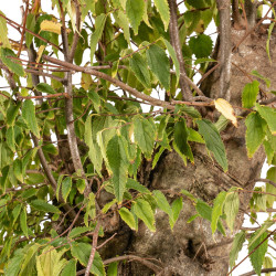 Celtis australis - B4495