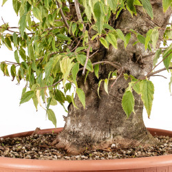 Celtis australis - B4495