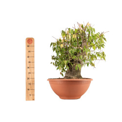 Celtis australis - B4495