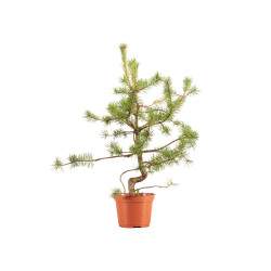 Pinus sylvestris - B5375