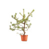 Pinus sylvestris - B5375