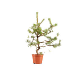 Pinus sylvestris - B5375