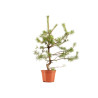 Pinus sylvestris - B5375