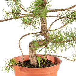 Pinus sylvestris - B5375