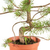 Pinus sylvestris - B5375