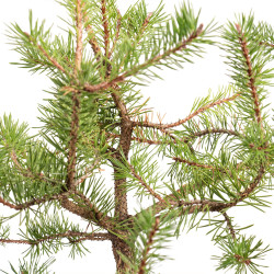 Pinus sylvestris - B5375