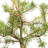 Pinus sylvestris - B5375