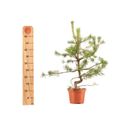 Pinus sylvestris - B5375
