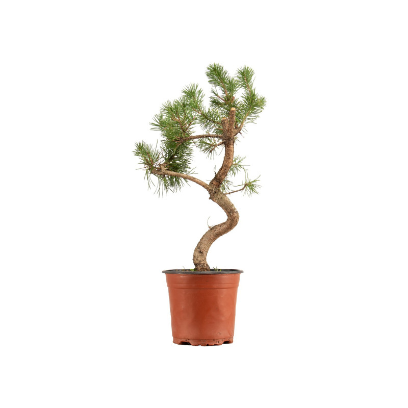 Pinus sylvestris - B5378