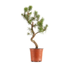 Pinus sylvestris - B5378