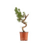 Pinus sylvestris - B5378