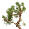 Pinus sylvestris - B5378
