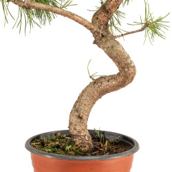 Pinus sylvestris - B5378