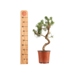 Pinus sylvestris - B5378