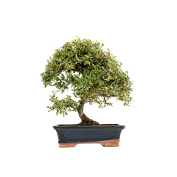 Cotoneaster - B5376