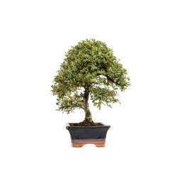 Cotoneaster - B5376