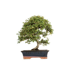 Cotoneaster - B5376