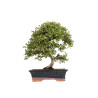 Cotoneaster - B5376