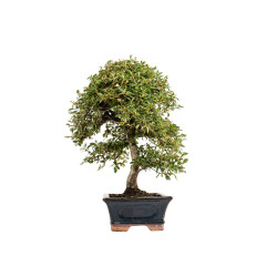 Cotoneaster - B5376