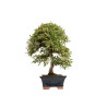 Cotoneaster - B5376