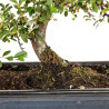 Cotoneaster - B5376