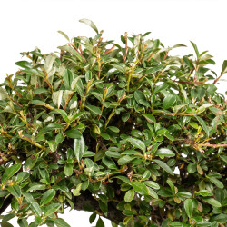 Cotoneaster - B5376