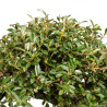Cotoneaster - B5376