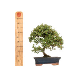 Cotoneaster - B5376