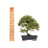 Cotoneaster - B5376