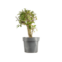 Crataegus monogyna - B5365