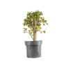 Crataegus monogyna - B5365